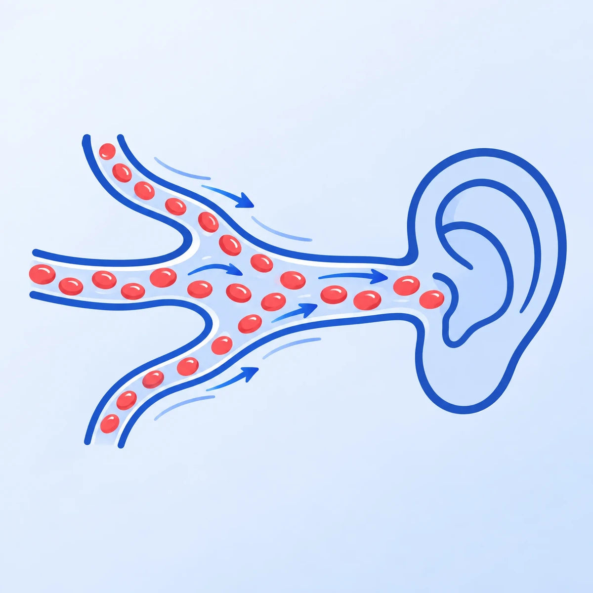 Illustration: blood cells flowing through vessels toward the ear